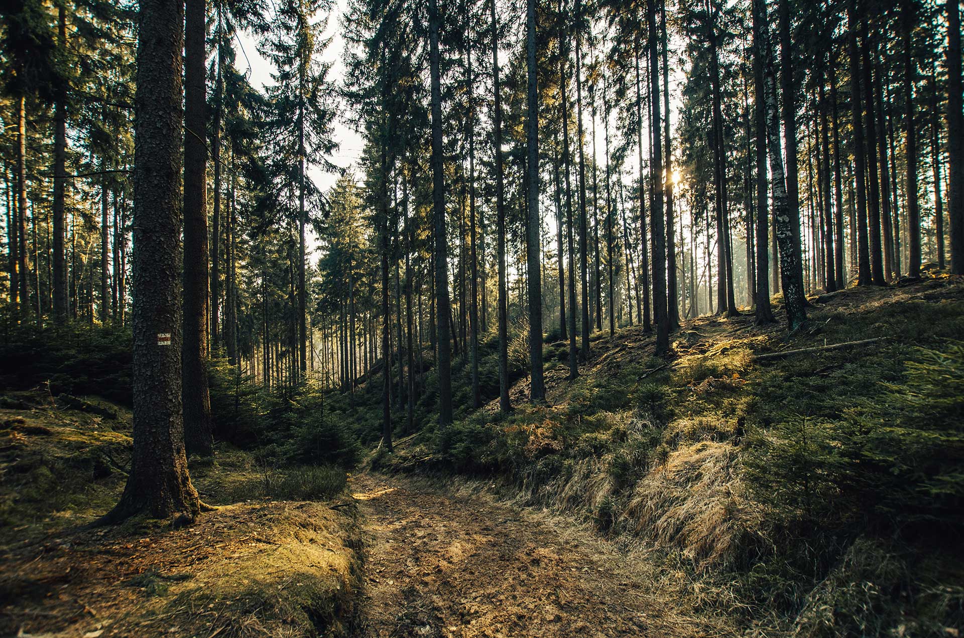 Waldbaden in Magdeburg, Wolmirstedt & Colbitz Lindhorst